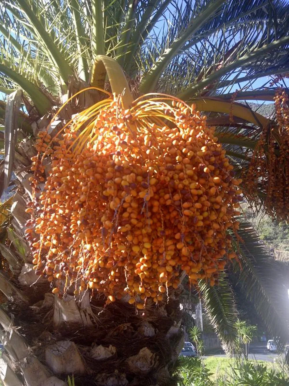 El-Waha & Saafa Egyptian Dates: The Value Tier for Affordable Wholesale