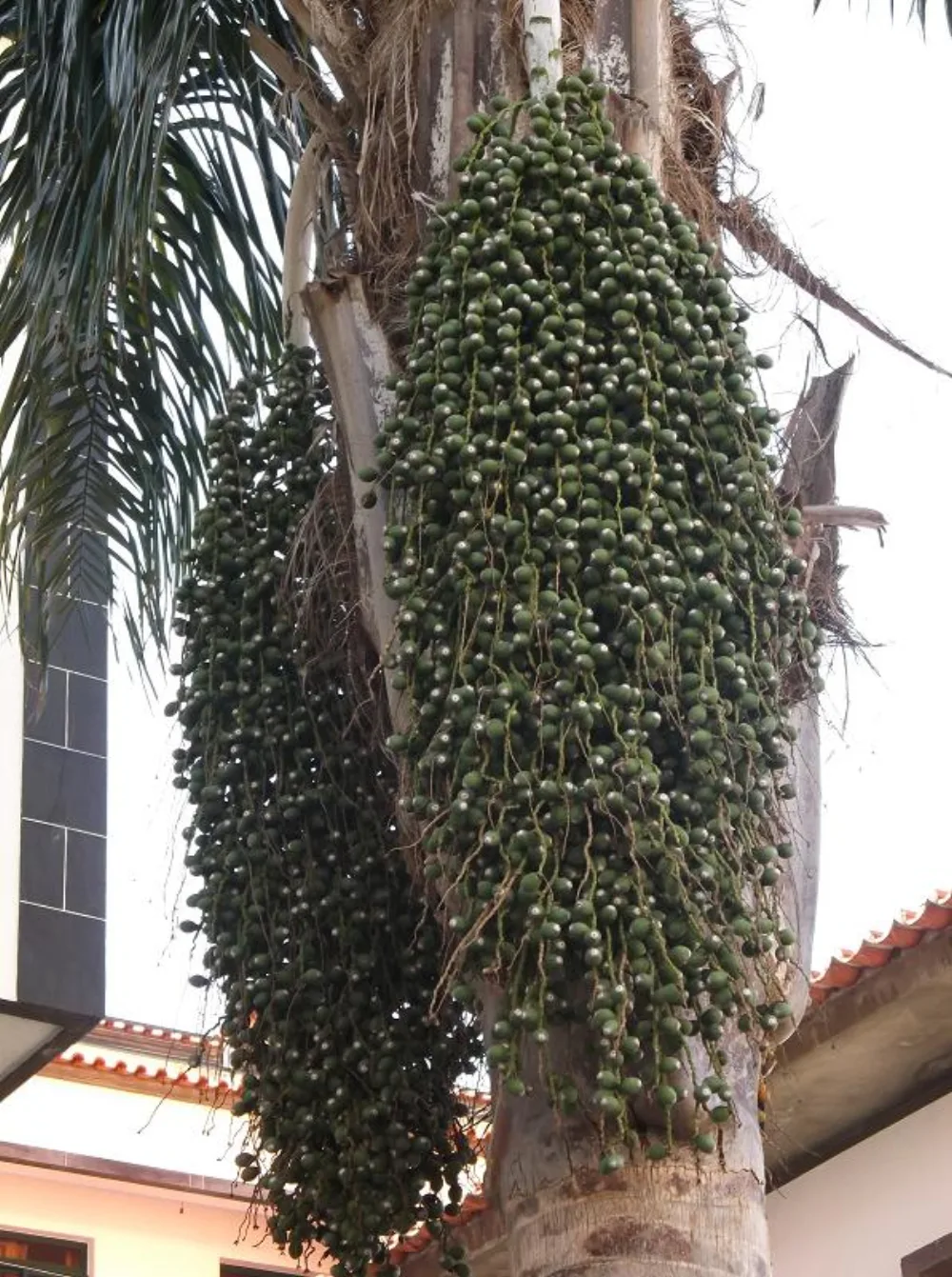 Egyptian Dates for Catering, Bakery & SMEs: A Volume Ingredient Guide