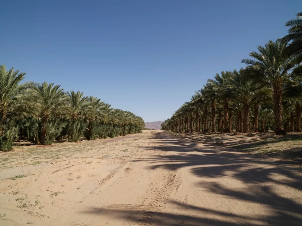Kurma Mesir Golden Valley