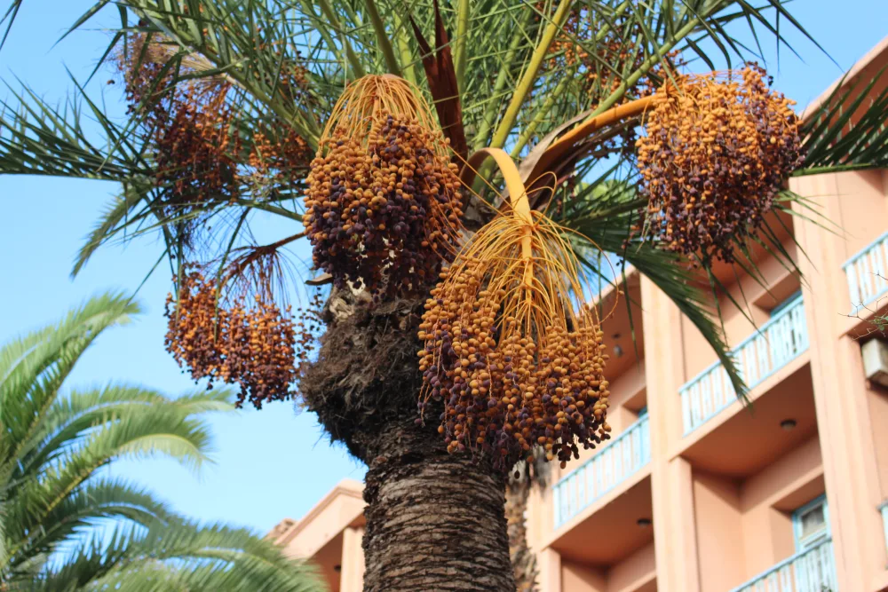 Kurma Mesir Grade A Super Jumbo